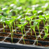Seedling Tray