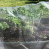 PE Insect net