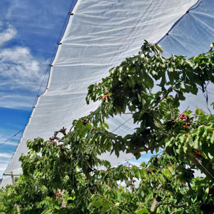 Cherry Farming Cover Transparent Plastic Film Clear Plastic Waterproof Tarps for Cherry