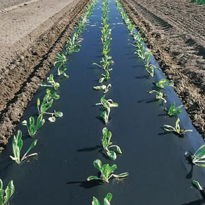 Polyethylene Mulching Film Agricultural Plastic Ldpe Black Color Agricultural Cultivation Mulching Film Rolls for Vegetable