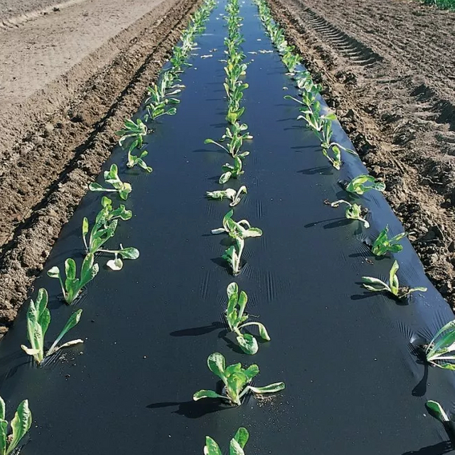 Polyethylene Mulching Film Agricultural Plastic Ldpe Black Color Agricultural Cultivation Mulching Film Rolls for Vegetable