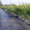 Control Fabric Garden Ground Cover Anti-UV Weed Mat