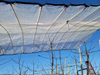 Reinforced Orchard Plastic Cherry Cover Cherry Rain Cover Anti Acid Rain Cover Poly Reinforced Tarpaulin