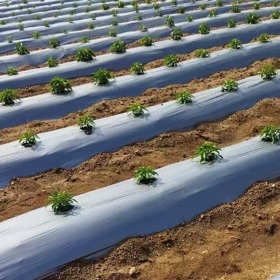 plastic Mulch Film