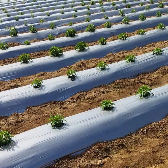 LDPE Black Mulch Film Agricultural Soil Mulch Film Plastic Cover China Plastic Mulch Ondustries