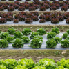 PE Mulch Film