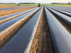 30 Micron Plastic Mulch Film Mulching Sheets for Agricultural Pineapple Planting