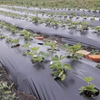 Black and Silver Mulching Sheets Agricultural Plastic Mulch Film