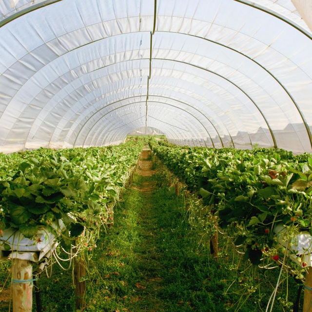 Hot Sell Agricultural Plastic Products Greenhouse Film for Greenhouse Cover