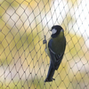 PE Bird Net