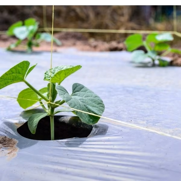 silver Black Mulch Film