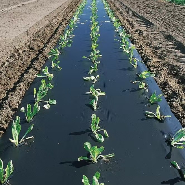 Mulch Sheet For Agriculture