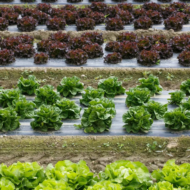 Mulch Sheeting Black