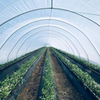 PE Film for Farm Greenhouse Used Agriculture Film Covering Vegetable and Flower
