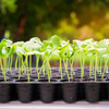 Seedling Tray