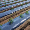 Polyethylene Mulching Film Agricultural Plastic Ldpe Black Color Agricultural Cultivation Mulching Film Rolls for Vegetable